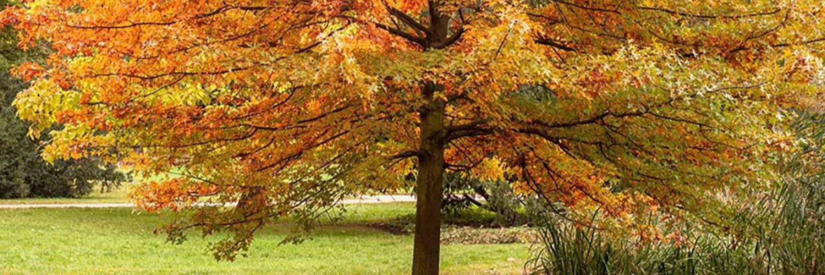 Oak Tree - Fall