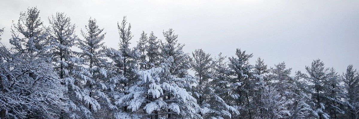 Spruce Tree - Winter